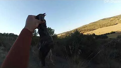 les meilleurs moments de chasse perdrix du mois d’octobre 2020 the best moment of hunting partridge