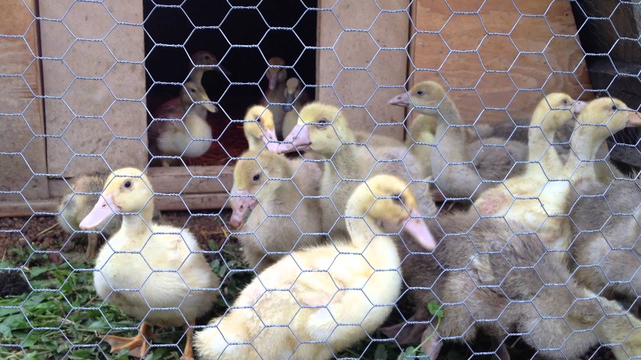 Baby ducklings & goslings at Dharma's Garden 