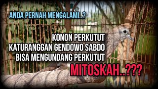 Perkutut Gendowo Sabdo Mengundang Perkutut Liar Datang @ManggalaChannel