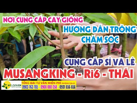 #1 CÂY GIỐNG SẦU RIÊNG MUSANGKING – CÁCH CHỌN GIỐNG – CÂY PHÁT TRIỂN MẠNH – HƯỚNG DẪN CHĂM SÓC Mới Nhất