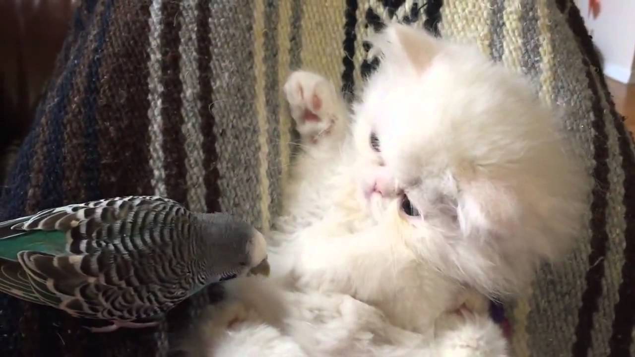 Птички для котов на экране со звуком. Кошка и птица. Видео для котиков птички. Half-Persian Kitten. Видео птиц для котов.