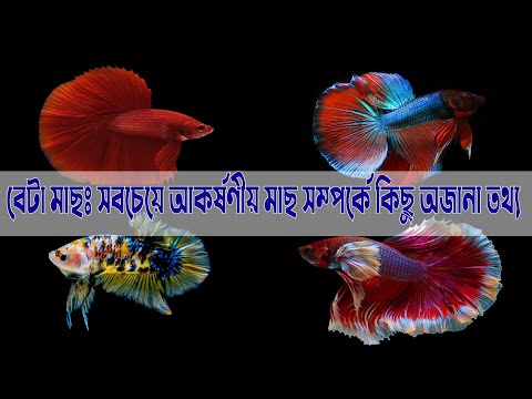 ভিডিও: মাছ সম্পর্কে আকর্ষণীয় তথ্য