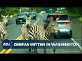 WASHINGTON: Auto-Zaun für entflohene Zebras! Rodeo-Reiter rettet die Lage