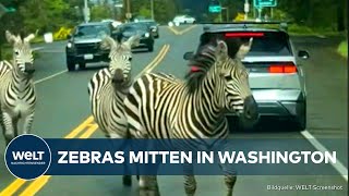 WASHINGTON: Auto-Zaun für entflohene Zebras! Rodeo-Reiter rettet die Lage