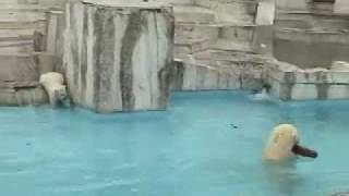 ピリカのプール初体験 9  その調子！