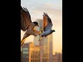 Peregrine Falcon 300 km/h Strike