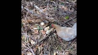 Celebrity Easter Egger Hen "Stealth" hatched five baby chicks last summer August 2021! Profile