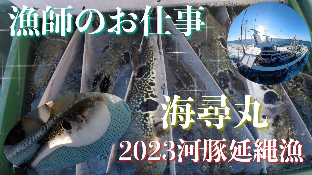 [漁師のお仕事]天然虎河豚を求めて、遠州河豚延縄漁へ！