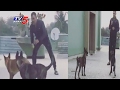 Lovable Video Of MS Dhoni Playing With His Dogs