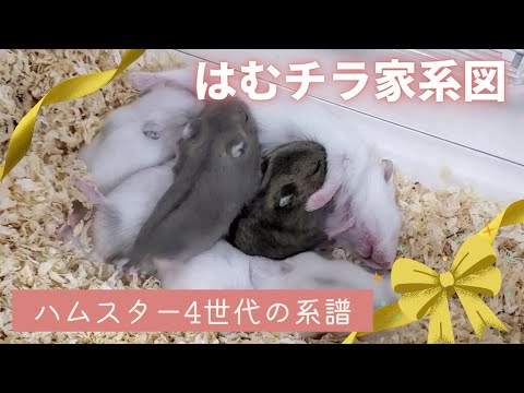 ハムスターの家族 ハムスターファミリー / ファミリーセット - シルバニア