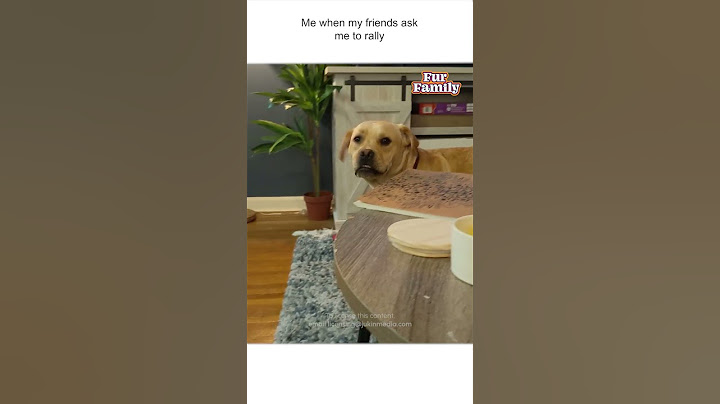 Sleeping Dog Immediately Wakes Up When Human's Talk About Going Outside