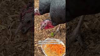 If the turkey isn’t being served their own holiday dinner, we don’t want any part of it 🙅