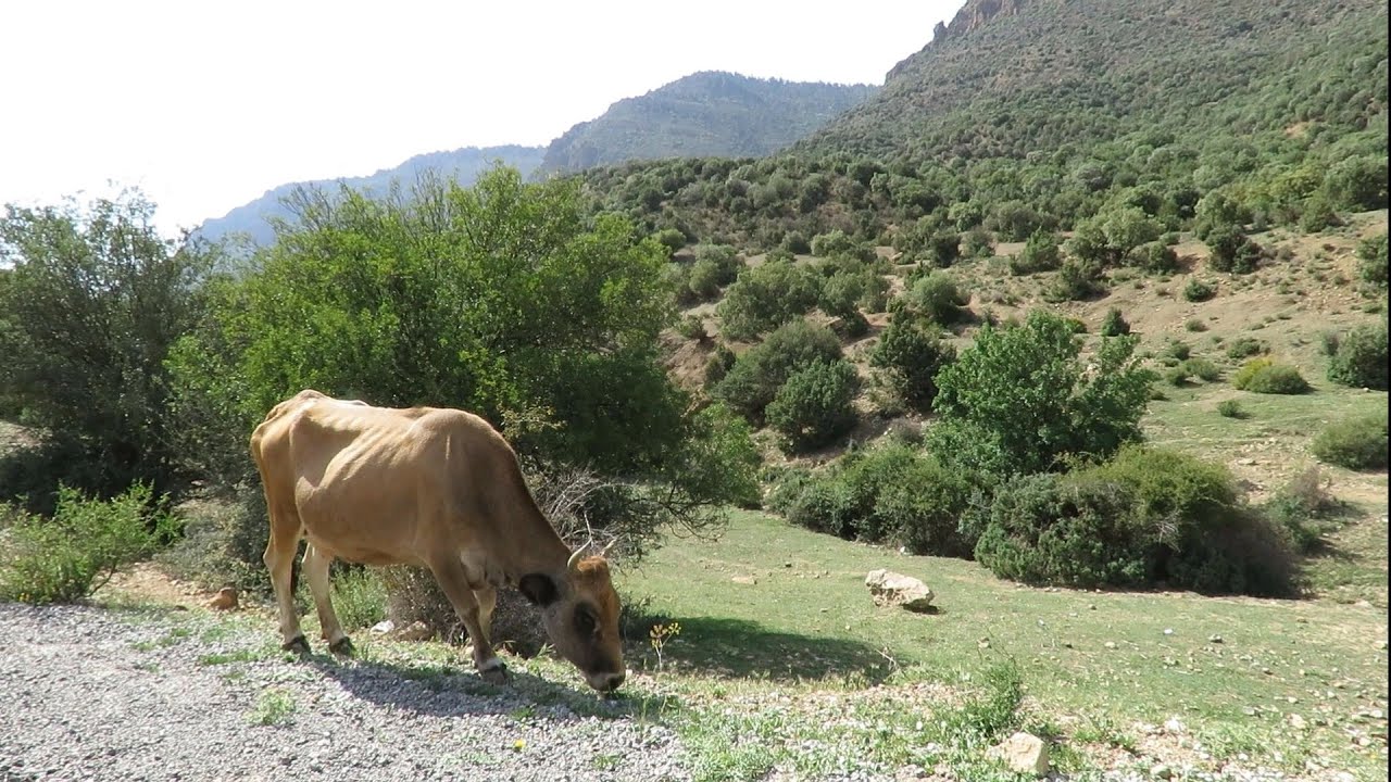 جمال وطبيعة خلابة وكانك في سويسرا الجزائر غابة كوندورسي مدينة 