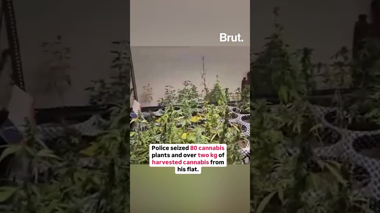 A man in Greater Noida was arrested for growing this plant at his home...