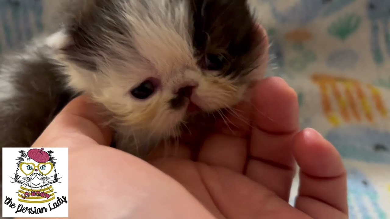 Black and White Flat Face 3 Weeks Old