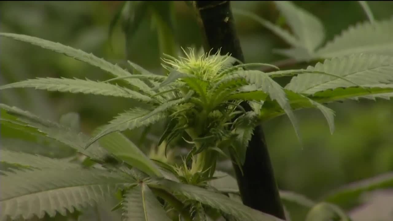 Two ballot measures to legalize marijuana in Montana OK'd