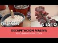 👩🏼‍🌾 Propagando Echeverias exóticas y de mi colección