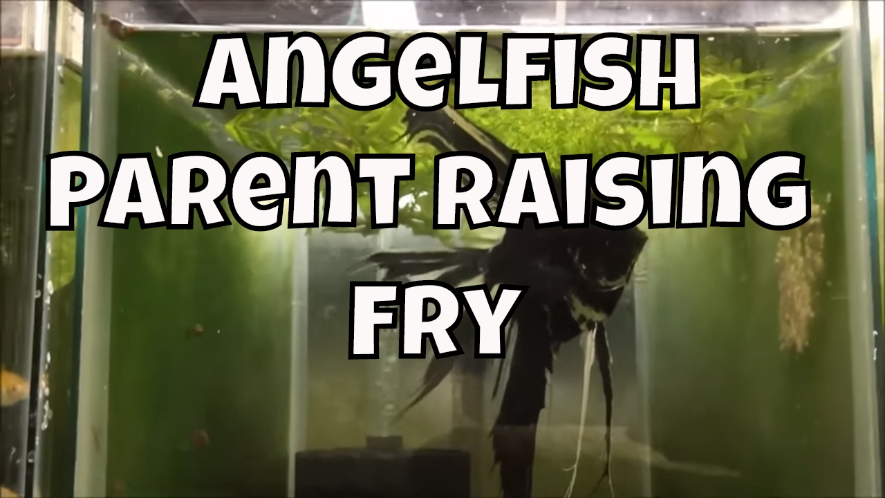 Angelfish Parent Raising Fry Molly Fry Breeding Molly's pothos an