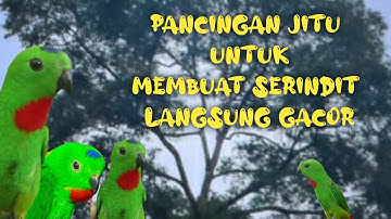 Serindit Gacor Memanggil,pancingan ampuh yang bikin serindit emosi