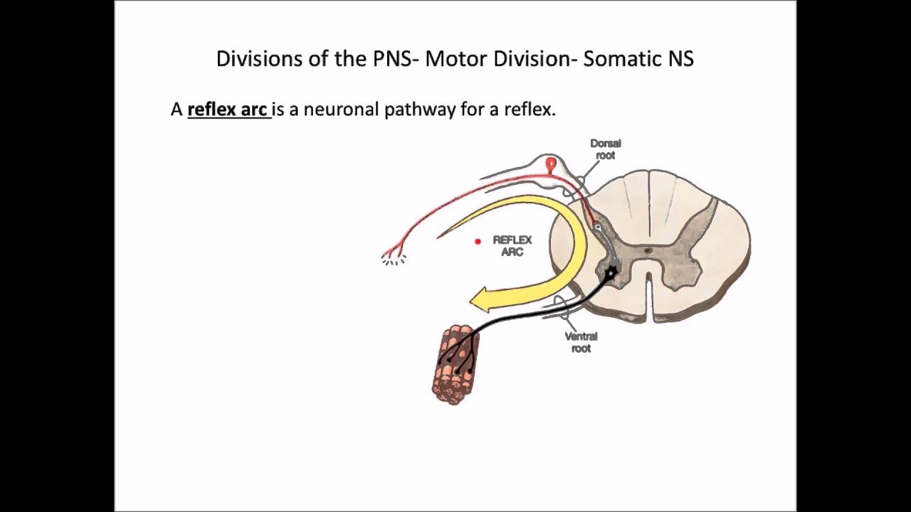 Peripheral Nervous System Final - YouTube