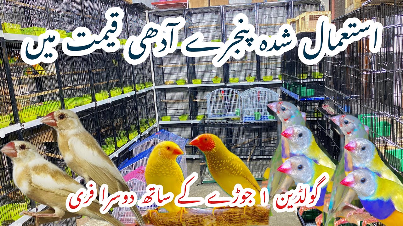 Used cages or birds ki bahut Bari or sasti offer in Sunday birds market