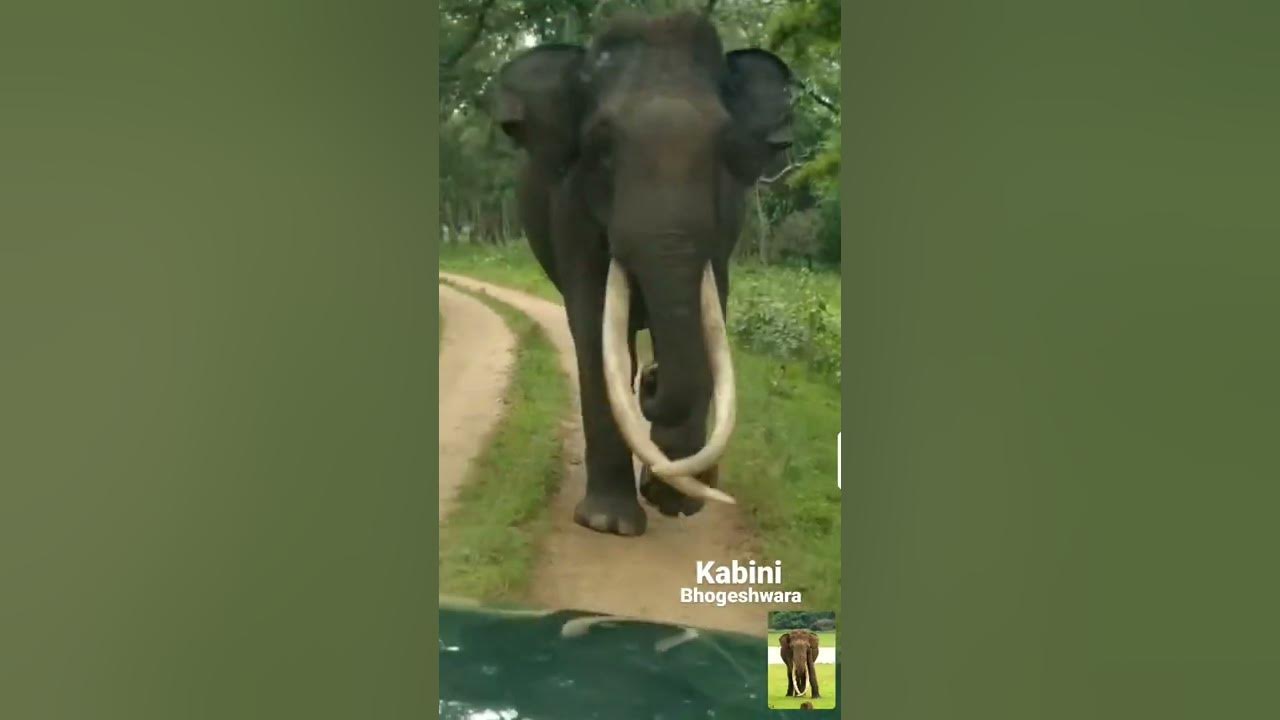 death elephant kabini bogeshwara - YouTube