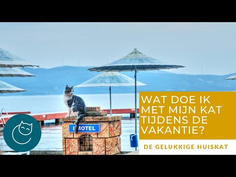 Video: Waar Katten Op Vakantie Te Zetten?