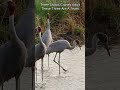 Three Sarus Cranes Making A Team #saruscrane