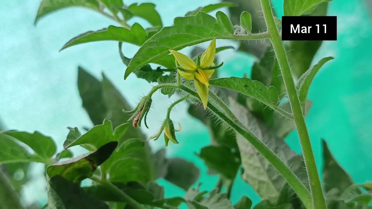 Mar 11  சந்திராவின் நாடக்கத்தை நிரூபித்த கார்த்தி 🔥சந்திராவை அடித்த ஈஸ்வரி