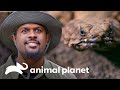 Dois répteis temidos e letais | Pequenos Gigantes da Natureza | Animal Planet Brasil