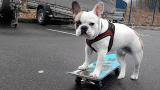 Бульдог МонАми скейтбордист. Тренировки на улице. French bulldog puppy skateboarding.