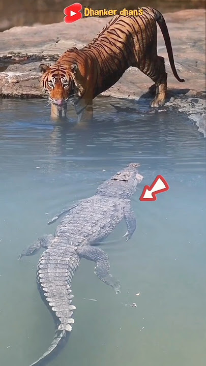 OH MY GOD! HARIMAU INI TIDAK TAHU ADA BUAYA DIBAWAH AIR SUNGAI #animals #crocodile #tiger