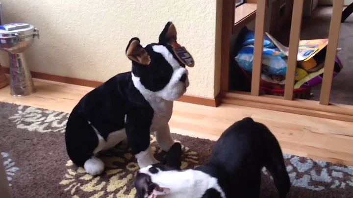 Boston Terrier gets a stuffed Boston Terrier for C...