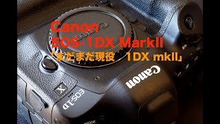 写真家 泉 悟朗 Canon EOS-1DX Mark II 「まだまだ現役 EOS-1DX MarkII
