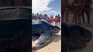 Giant Sea Turtle Shocked Beachgoers
