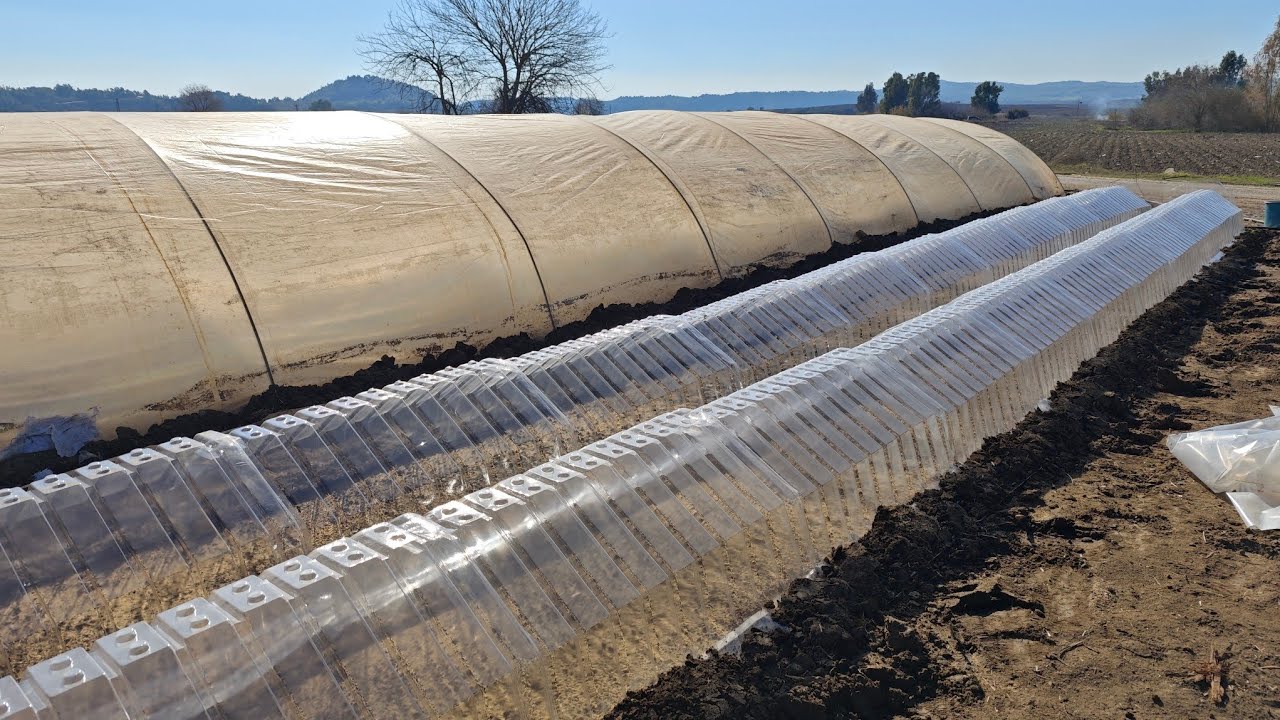 Mini tünel sera çok yıllık