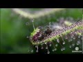 Растение хищник Росянка (Drosera) - DIONAEAS.COM