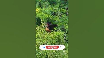 Graceful Whistling Duck Landing in Slow Motion #shorts #birds #wildlife #nature #youtubeshorts