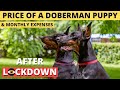 Price of Doberman Puppy in India after Lockdown (2021) の動画、YouTube動画。