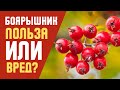 Красный или чёрный боярышник? Вот что выбрать