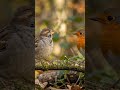 The Lonely Bird Finds a Friend 🐦💛 | Emotional Bird Story