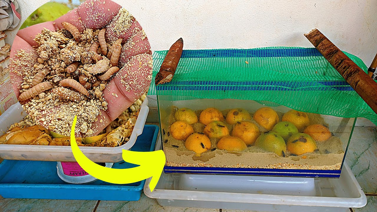 Como criar BICHINHO de LARANJA rápido e fácil