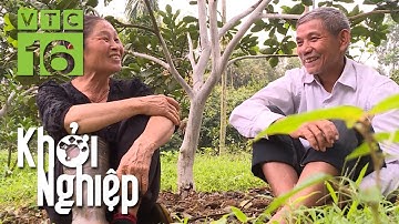 Vườn bưởi Diễn sai trĩu quả nhờ chuyên gia tư vấn | Khởi nghiệp 483 | VTC16