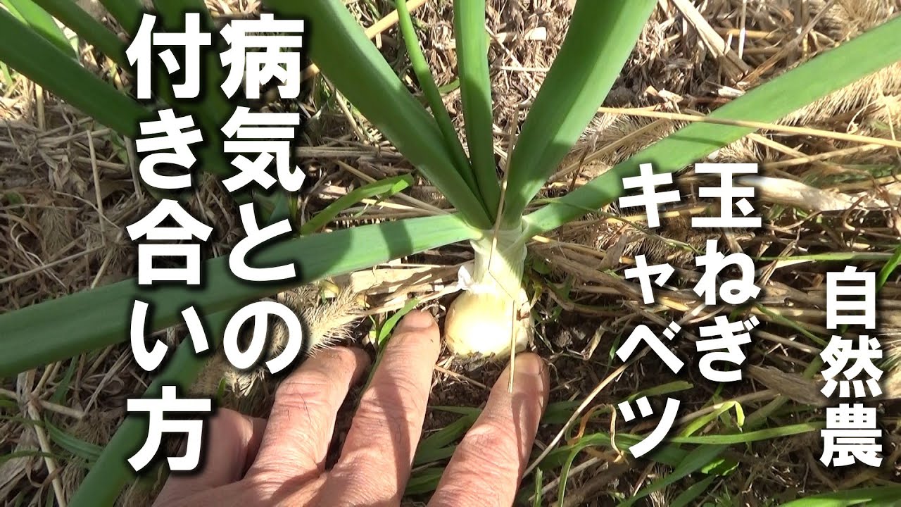【自然農】病気を乗り越えた「玉ねぎ」と病気になった「キャベツ」　2025年12 月27日【natural farming】