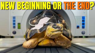 Tortoise Impacted With Stone Faces Final Scan Before Lifesaving Surgery