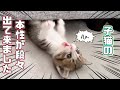 【保護猫】子猫の性格がわんぱくだと確信しました(o_o)|先住猫の体調不良|