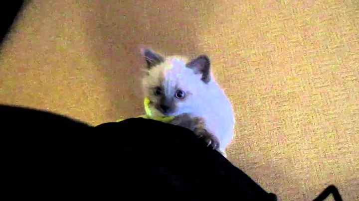 Watch the video about Siamese Himalayan kitten craziness!