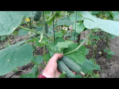 Секрет как получить