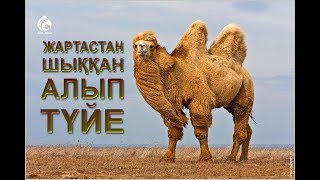 Самуд қауымының азабы / Пайғамбарлар қиссасы