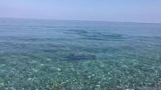 Pescespada In Riva Al Mare A Bagnara Calabra